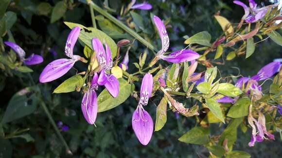 Image of Dicliptera cernua (Nees) J. C. Manning & Goldblatt