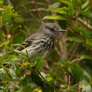 Image of Juan Fernandez Tit-Tyrant