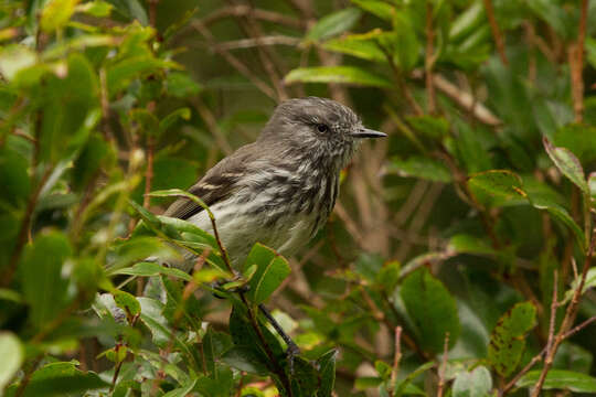 Image of Juan Fernandez Tit-Tyrant