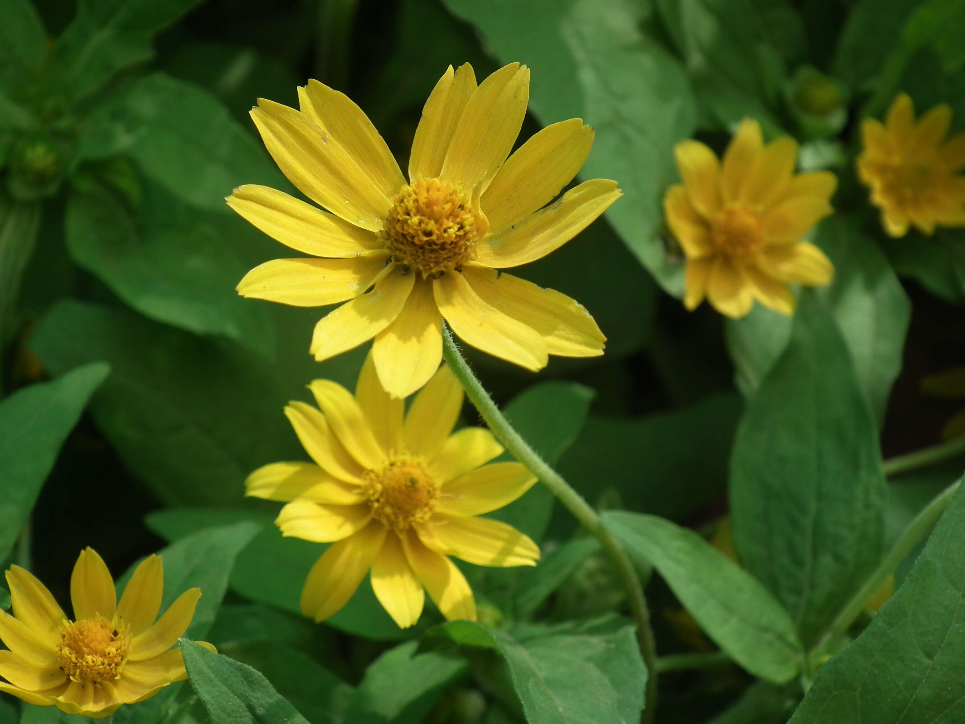 Image of Small Woodland Sunflower