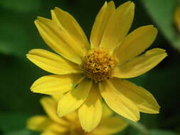 Image of Small Woodland Sunflower