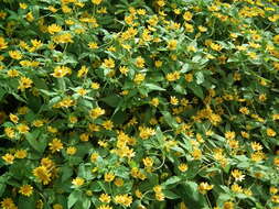 Image of Small Woodland Sunflower