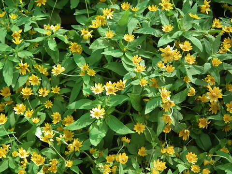 Image of Small Woodland Sunflower