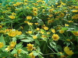 Image of Small Woodland Sunflower