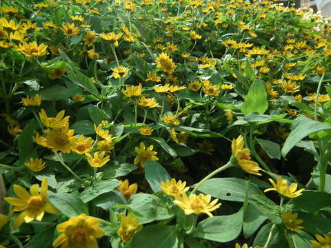 Image of Small Woodland Sunflower