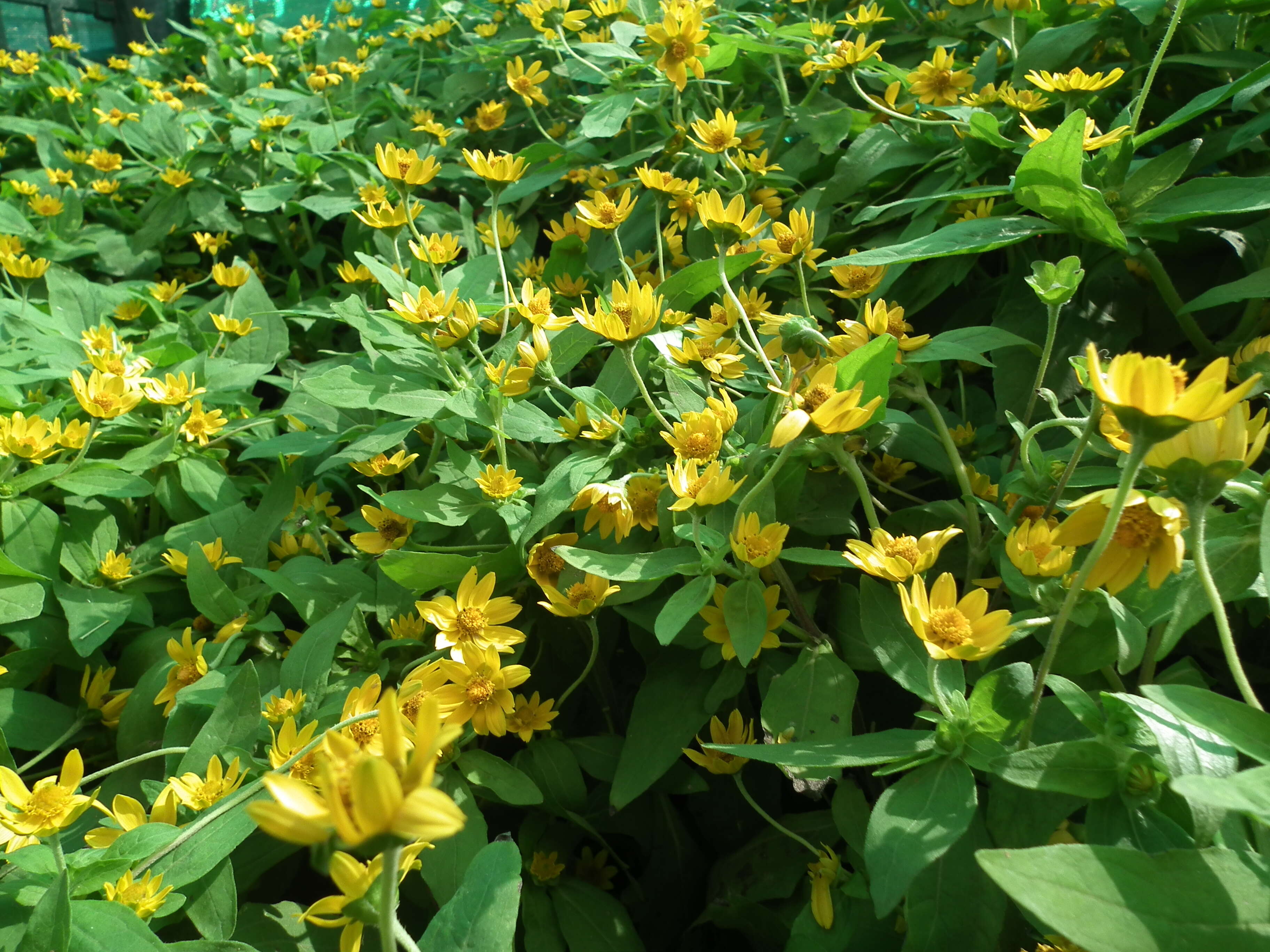 Image of Small Woodland Sunflower