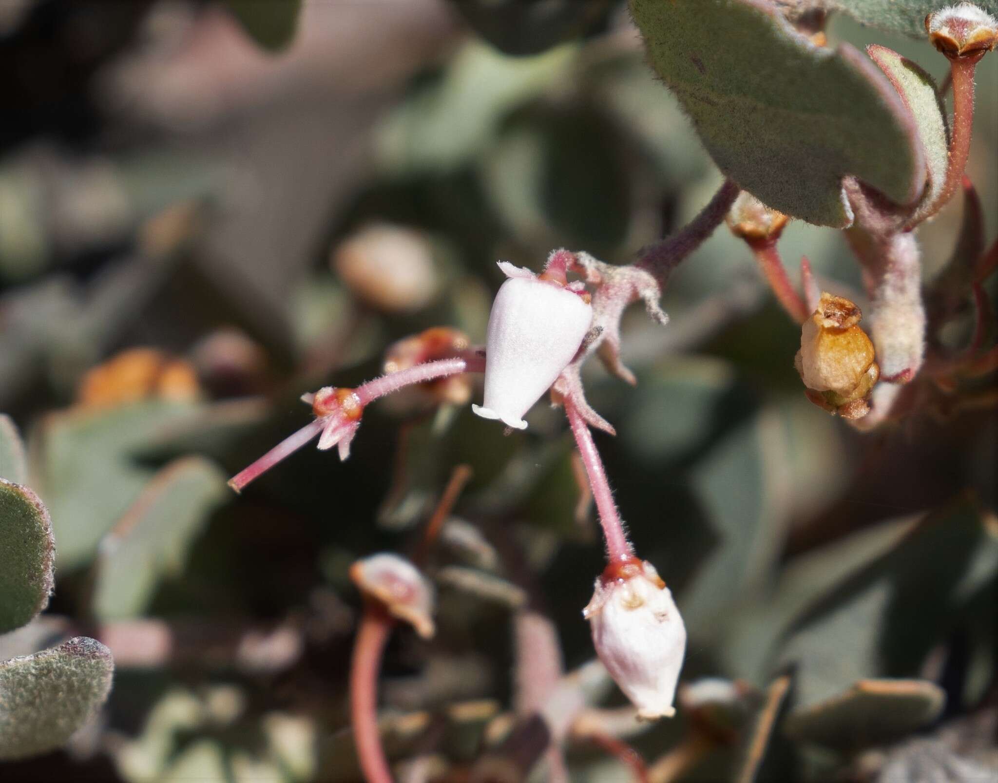 Image of hoary manzanita