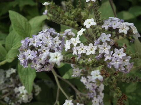 Image of clasping heliotrope