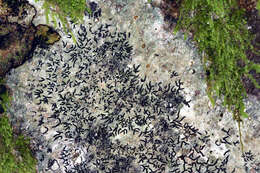 Image of scribble lichen