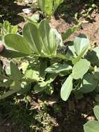 Image of Broad Bean