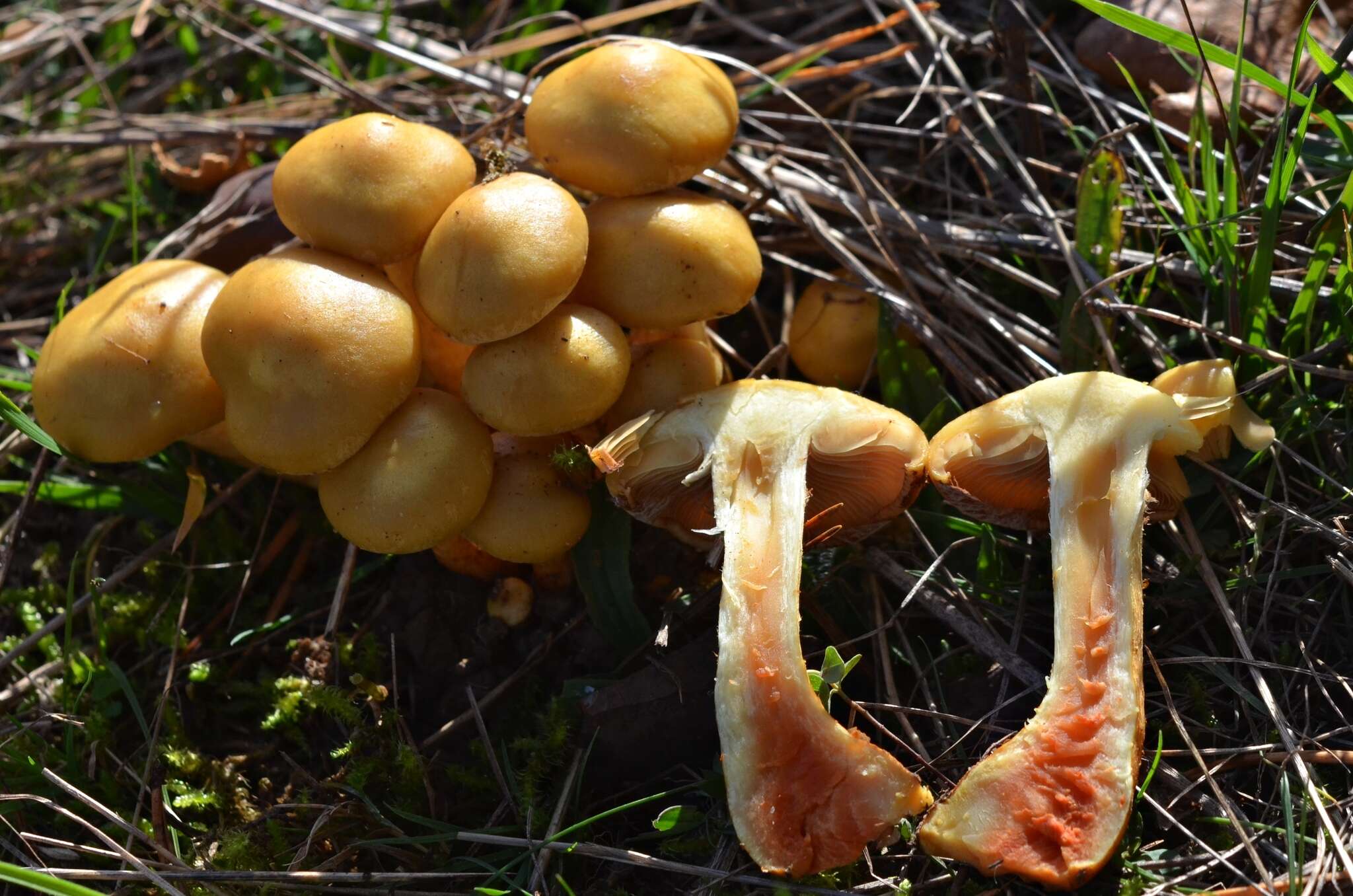 Image of Pholiota pinicola Jacobsson 1986