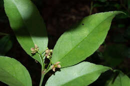 Imagem de Euonymus laxiflorus Champ. ex Benth.