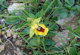 Image of Yellow Ophrys