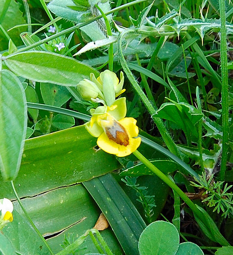 Image of Yellow Ophrys