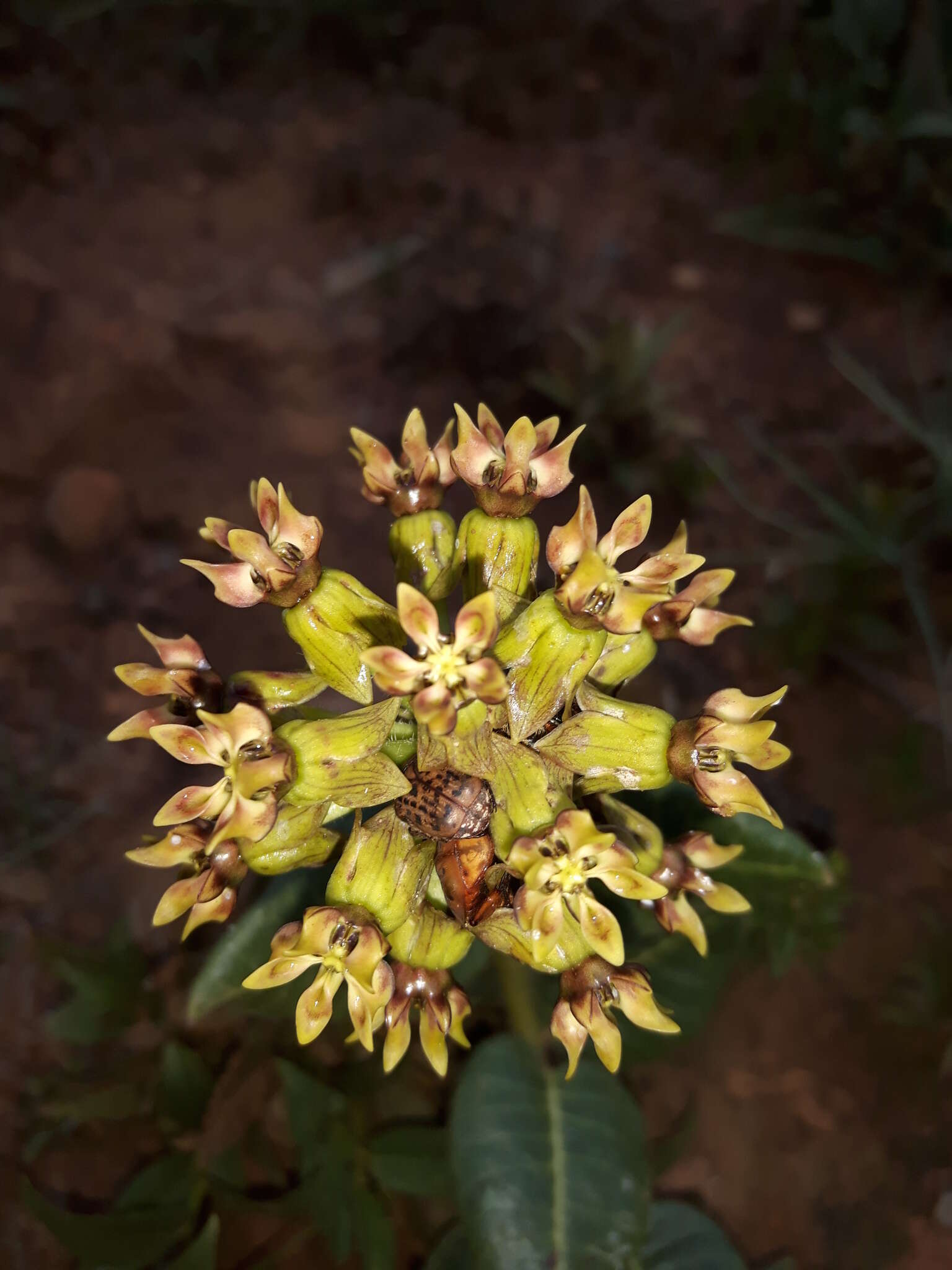 Image of Asclepias macropus (Schltr.) Schltr.