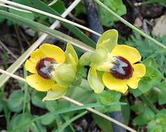 Image of Yellow Ophrys