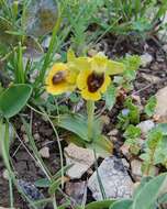 Image of Yellow Ophrys