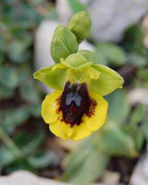 Image of Yellow Ophrys