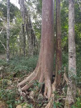 Image of Backhousia subargentea (C. T. White) M. G. Harr.