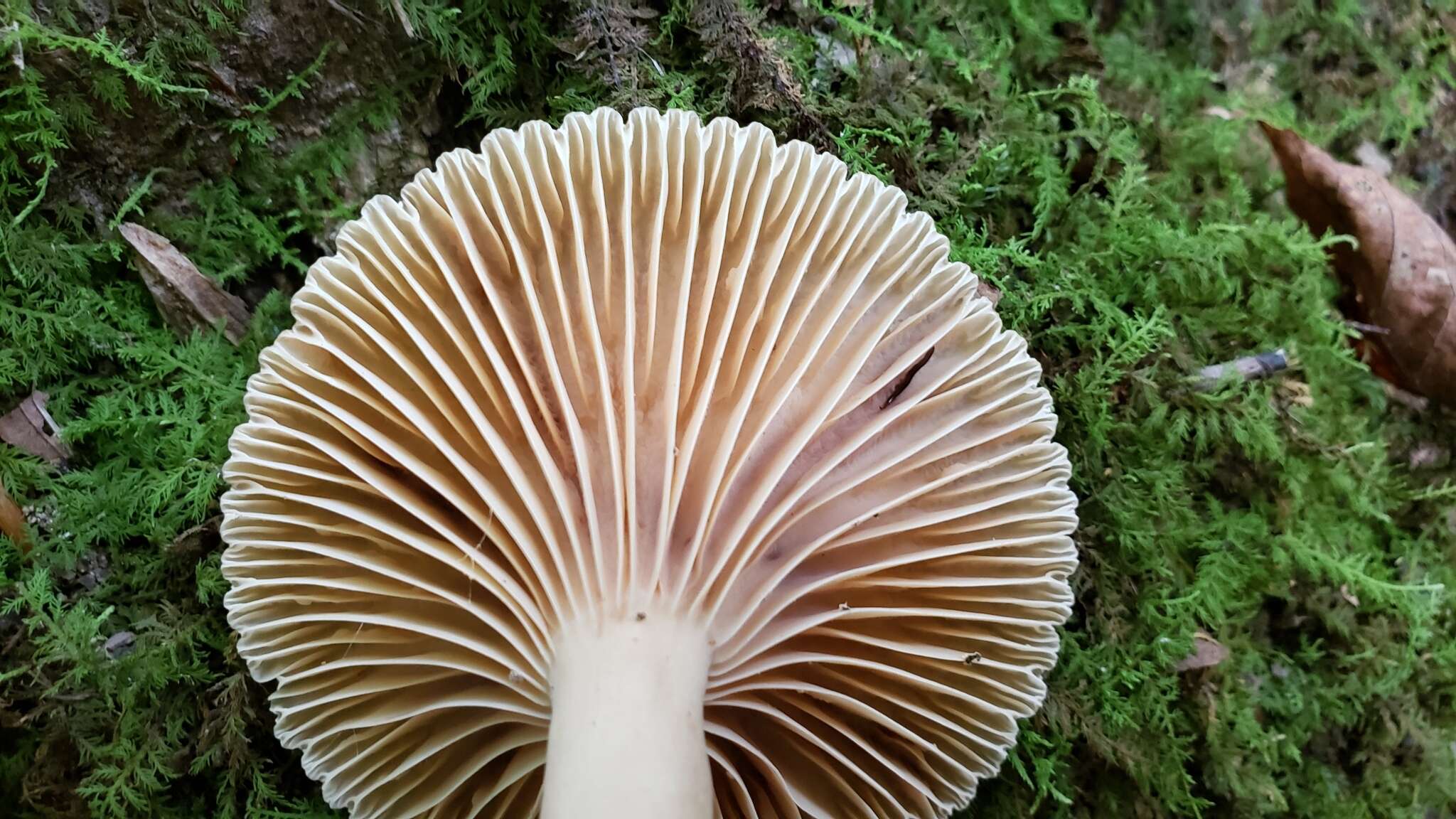 Image de Lactarius subplinthogalus Coker 1918