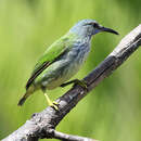 Image of Cyanerpes lucidus isthmicus Bangs 1907