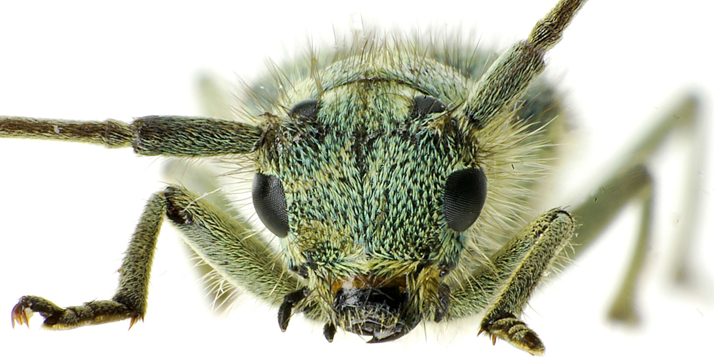 Image of Phytoecia (Opsilia) coerulescens (Scopoli 1763)