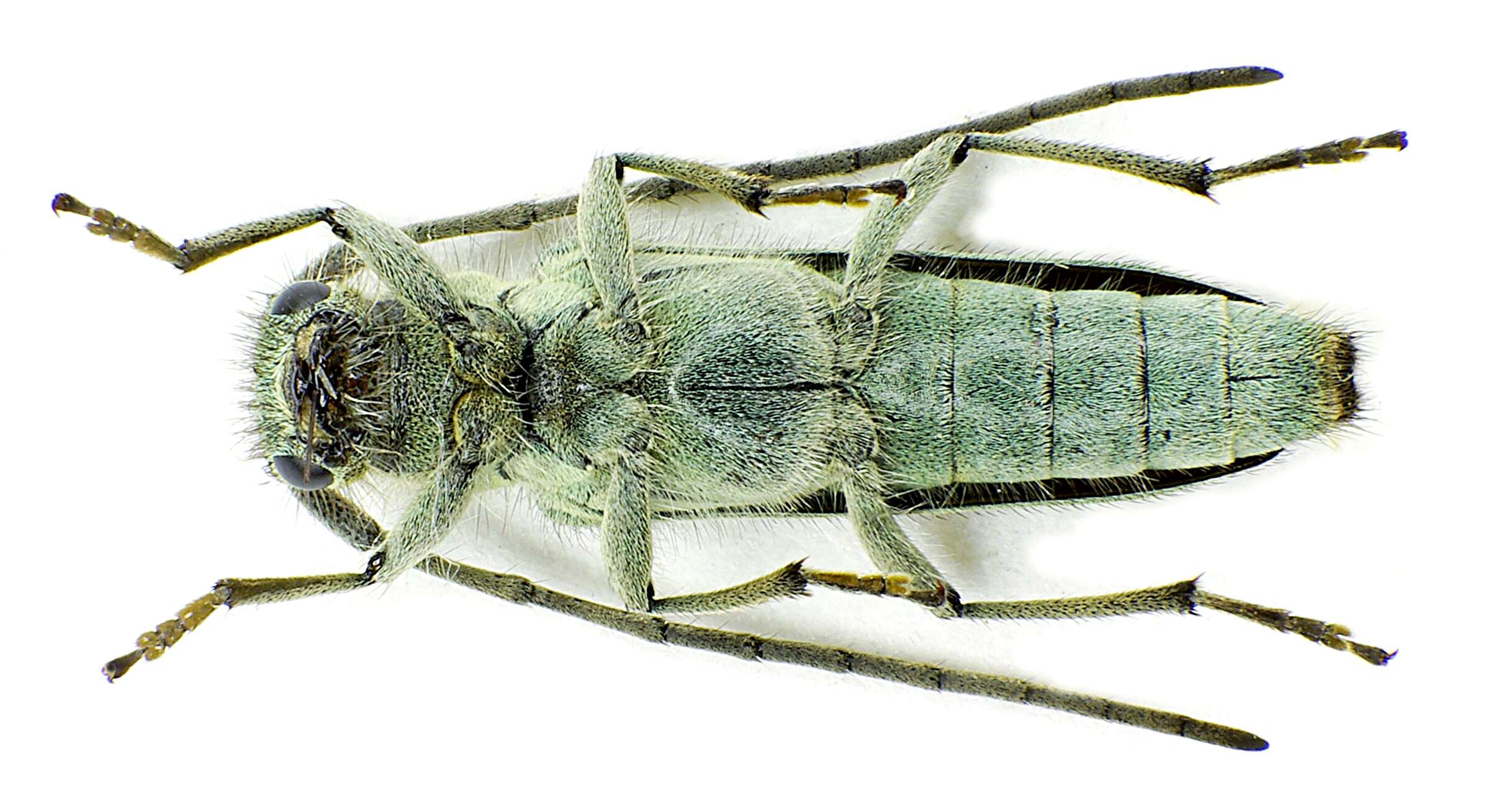 Image of Phytoecia (Opsilia) coerulescens (Scopoli 1763)