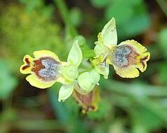 Image of Yellow Ophrys