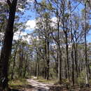 Imagem de Eucalyptus tricarpa subsp. tricarpa