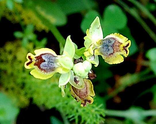 Image of Yellow Ophrys