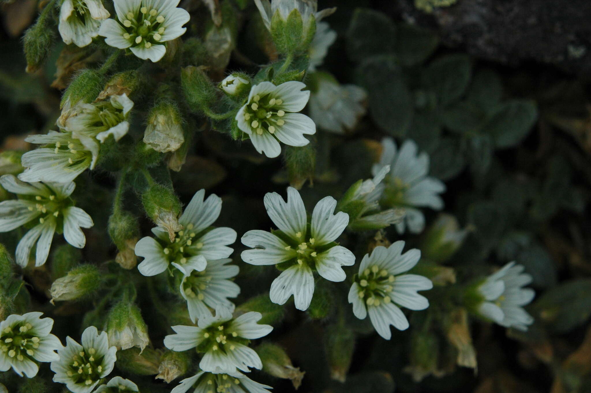 Image of Cerastium tolucense D. A. Good