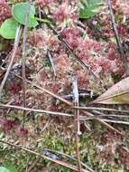 Image of blushing bog-moss