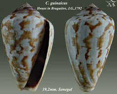 Image of Conus taslei