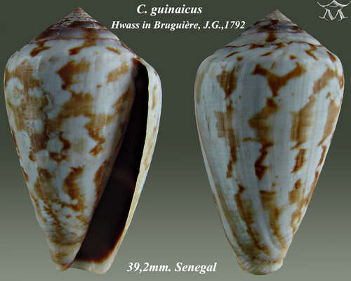 Image of Conus taslei