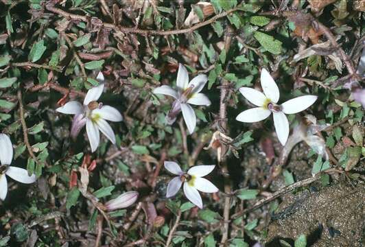 Image of Isotoma tridens (E. Wimm.) Lammers