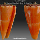 Image of Conus roseorapum G. Raybaudi & da Motta 1990