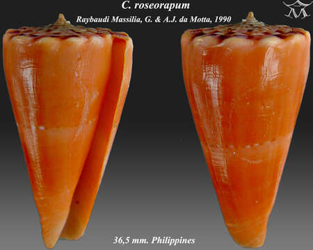 Plancia ëd Conus roseorapum G. Raybaudi & da Motta 1990