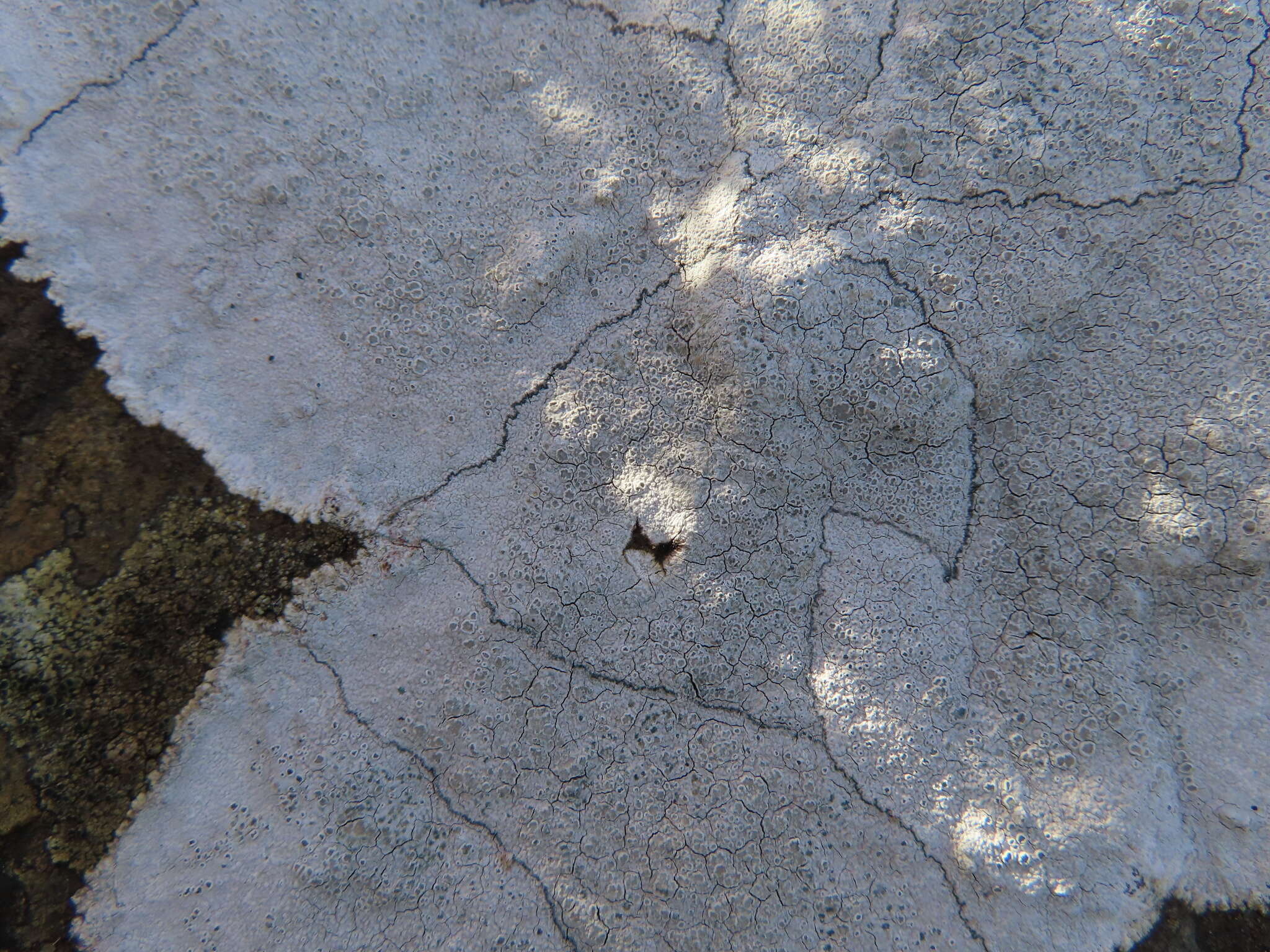 Lecanora rupicola (L.) Zahlbr. resmi