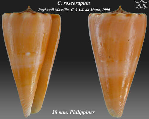 صورة Conus roseorapum G. Raybaudi & da Motta 1990