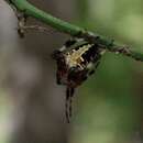 Image of Spotted Orbweaver