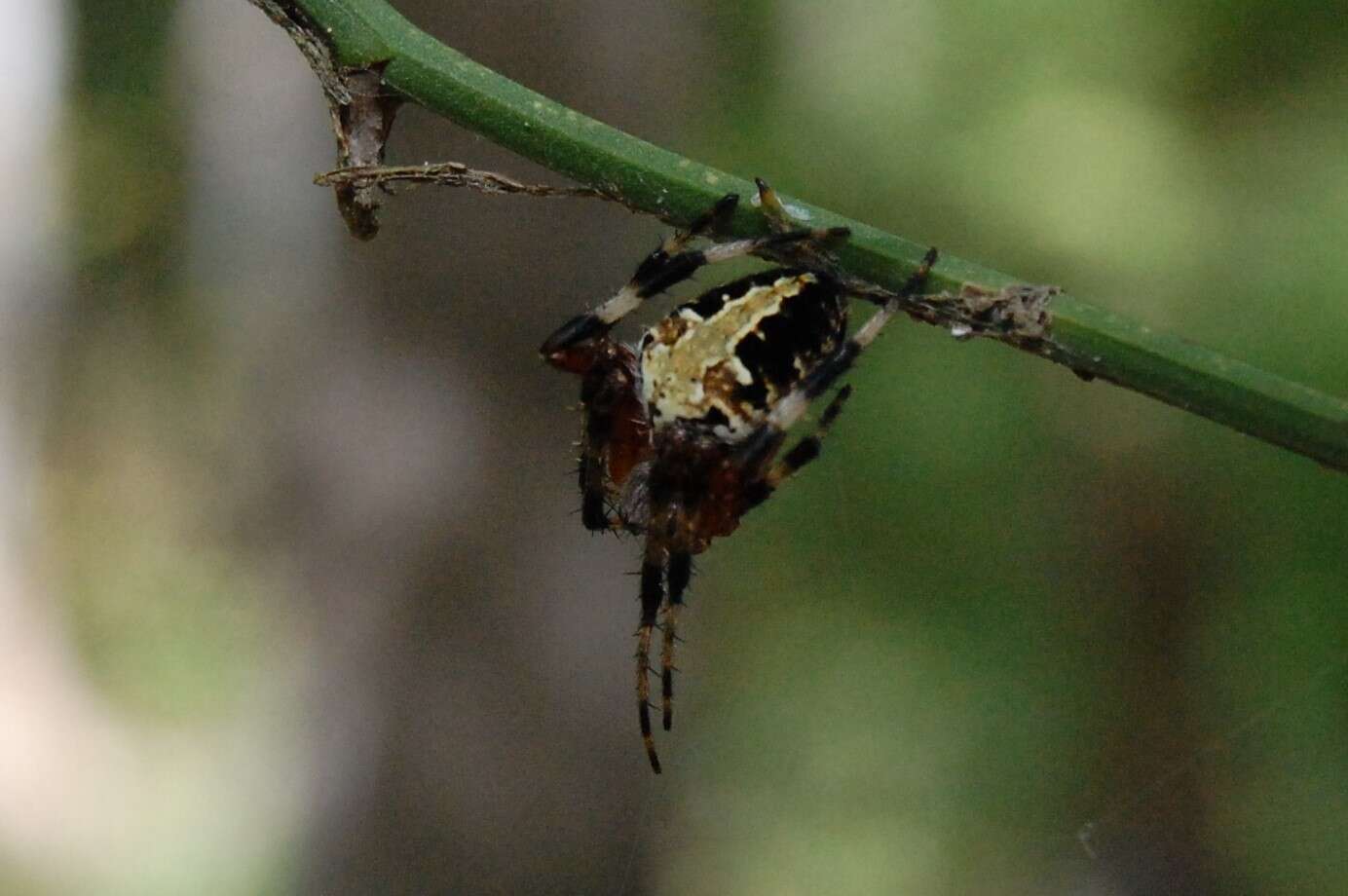 Image of Spotted Orbweaver