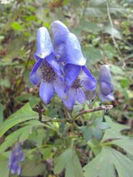 Image of Aconitum japonicum subsp. japonicum