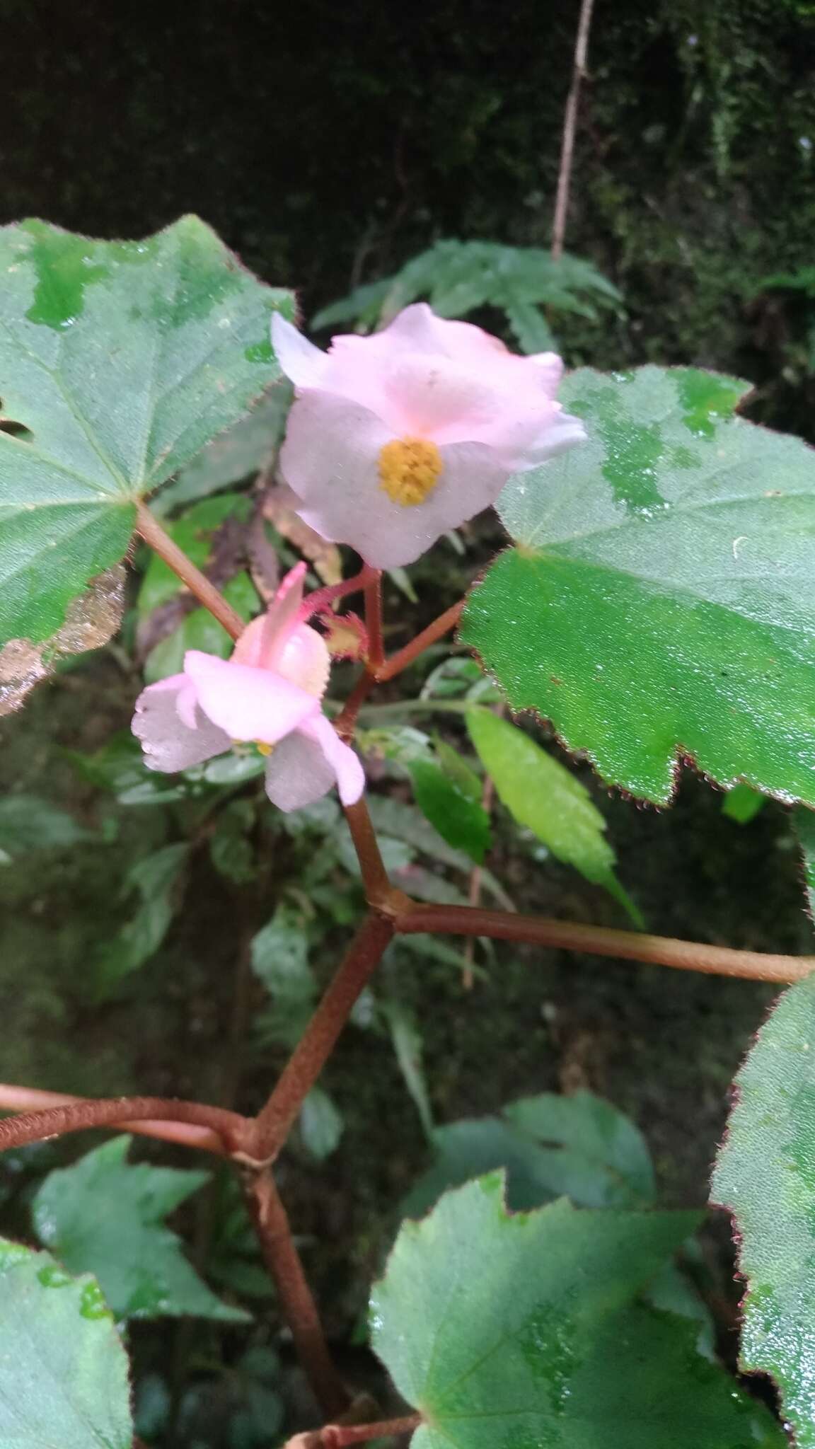 Image of Begonia palmata D. Don