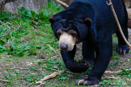 Image of Sun bear