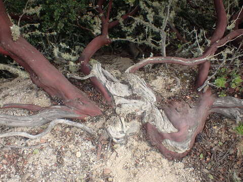 Image of Montara manzanita