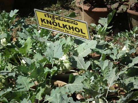 Image of kohlrabi