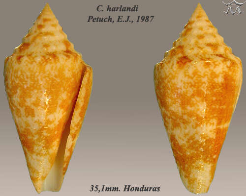 Image of Conus harlandi Petuch 1987