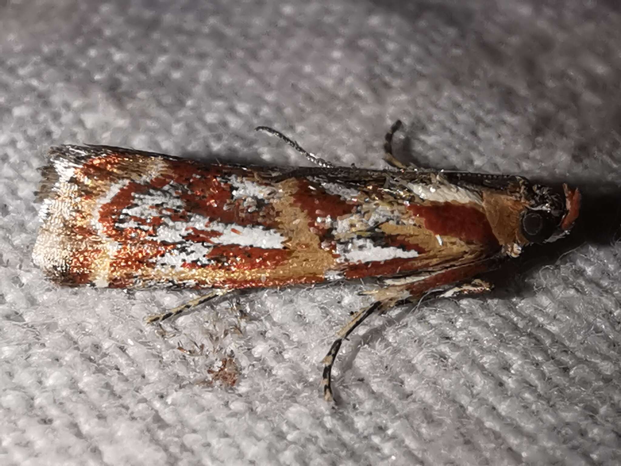 Acrobasis porphyrella Duponchel 1836 resmi