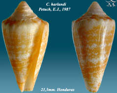 Image of Conus harlandi Petuch 1987