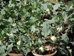 Image of kohlrabi